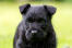 A close up of a scottish terrier puppy's beautiful little ears and wiry coat