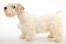 A beautiful, adult sealyham terrier showing off it's short body and thick, soft coat