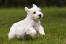 A wonderful little sealyham terrier puppy bounding across the grass