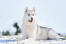 A healthy adult siberian husky with an incredible thick, white coat