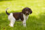 A beautiful little brown and white small munsterlander puppy