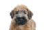 A soft coated wheaten terrier puppy's beautiful little face and floppy ears