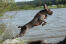 A healthy adult spinone italiano bounding into the water