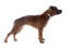 A young, red coated staffordshire bull terrier standing tall, showing off its wonderful physique