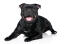 A young adult staffordshire bull terrier with a lovely thick, black coat