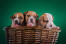 Two wonderful little staffordshire bull terrier puppies in a basket