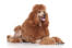 A standard poodle with an incredibly groomed brown coat