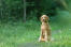 A beautiful adult standard poodle sitting patiently, waiting for command