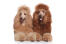 Two beautifully groomed standard poodles, both with thick, brown coats