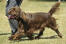 A sussex spaniel's beautifully soft chocolate brown coat