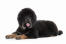 A tibetan mastiff with an incredible black, soft, thick coat