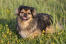A tibetan spaniel waiting patiently for it's owner in the long grass