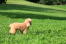 An incredibly little toy poodle puppy standing tall in the grass