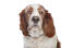 A close up of a welsh springer spaniel's beautiful soft