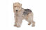 A wire fox terrier's wonderful great big beard