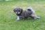 Glen-of-imaal-terrier-puppy