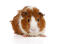 A beautiful little abyssinian guinea pig with soft ginger and white fur