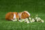 Two beautiful white and brown rex guinea pigs