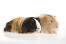 Two lovely little silky guinea pigs lying together