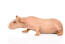 A skinny guinea pig's wonderful long hairless body