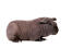 A wonderful black hairless skinny pig guinea pig