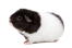 A teddy guinea pig with wonderful soft black and white fur
