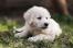 Kuvasz-puppy