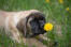 Mastiff-puppy-with-flower