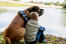 Mastiff-with-child