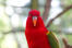 A close up of a australian king parrot's wonderful, red head feathers