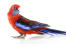 A crimson rosella's beautiful, blue and black tail feathers
