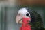 A cuban amazon's wonderful pink, white and black and green feather pattern