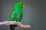 A eclectus parrot's beautiful green and blue wing feathers