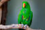 A eclectus parrot's incredible green top feathers