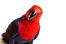 An eclectus parrot's powerful, red chest colours