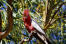 A rose breasted galah