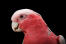 A close up of a rose breasted galah