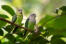 Two wonderful grey headed lovebird perched together on a branch