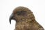 A close up of a kea's incredible, long beak