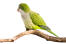 A beautiful green monk parakeet perched on a branch