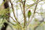 A plum headed parakeet's beautiful, long tail feathers