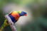 A rainbow lorikeet's beautiful, little, orange beak
