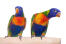 Two rainbow lorikeet's showing off their amazing feather colours