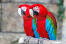 Two red and blue macaws with incredible red feathers