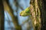 A rose ringed parakeet's beautiful, red beak