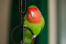 The beautiful pink face of a rosy faced lovebird