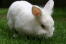 A beautiful young lionhead rabbit with an incredible white coat