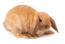 A mini lop rabbit with wonderful big back feet