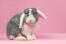 The lovely little nose of a mini lop rabbit
