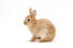 A beautiful young netherland dwarf rabbit